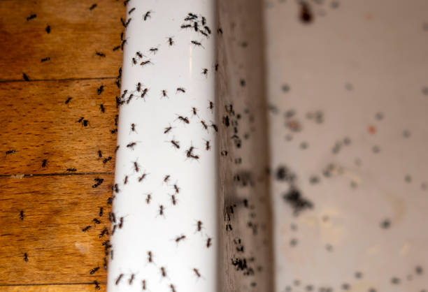 Best Best Pest Control Companies  in King, WI